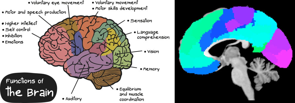 Cog-Figure-1---Cognitive-Neuroscience