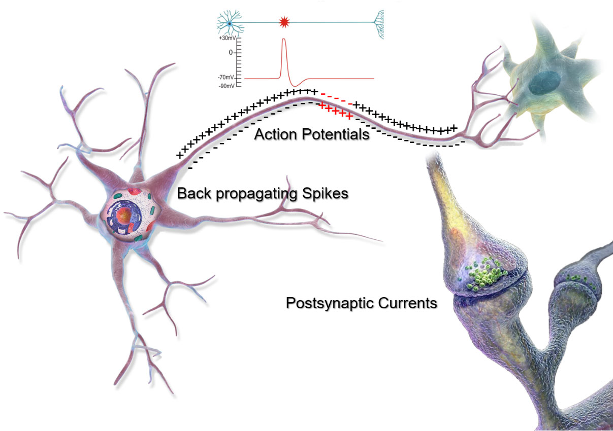 HD-EEG-fig3