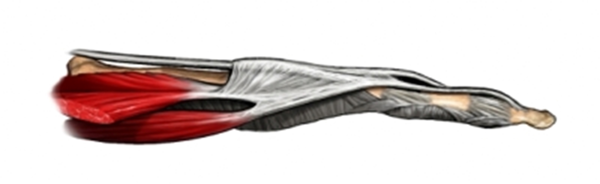 finger-tendons-main