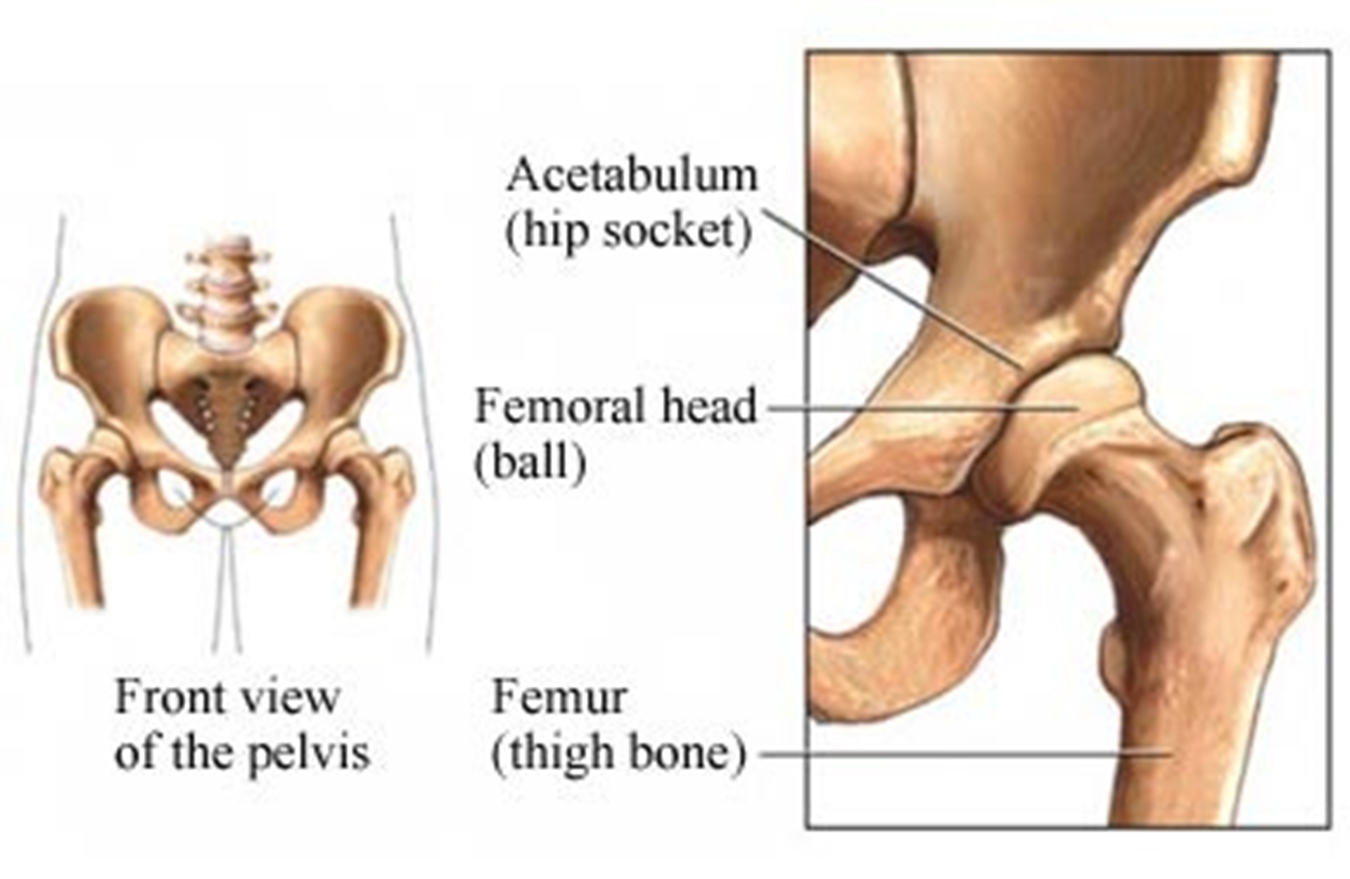 hip-socket-main